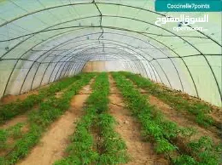  4 ابحث عن شريك أو مستثمر في زراعة البصل والثوم في نظام البيوت المحمية