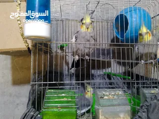  4 3 طيور كوكتيل انثايتين و ذكر كلهم 45 دينار الحبه على 15 طيور نخب
