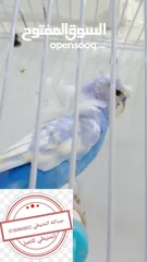  9 سعر حرققققق