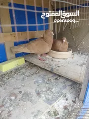  7 جواز حمام للبيع