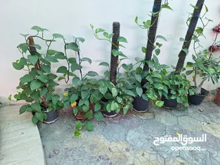  11 Plants for sale