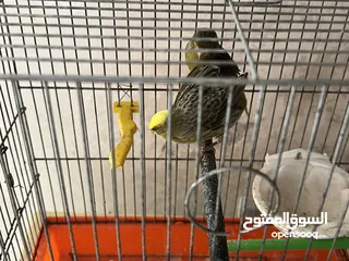  2 زوج كناري مع القفص 3 معالف وزوج حب الفحل هوقو رومو ازرق مفتل والطيره هوقو رومو لاسونج عين حمرا اصفر
