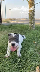  1 نثية امريكان بولي اكس ال American Bully XL