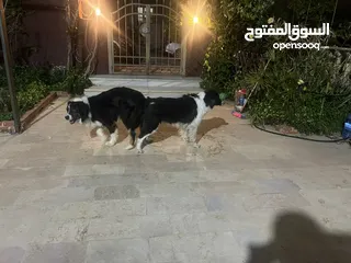  2 لاول مرة في الوطن العربي اذكى كلب في العالم