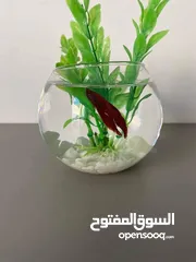  7 احواض سمك زينه بأحجام وأشكال مختلفة