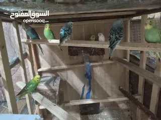  1 عصافير الحب بألوان جميلة ورائعة بسعر 5دنانير بأصوات جميلة وعذبة