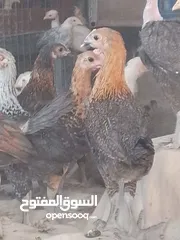  1 مطلوب اسطول