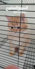  3 Free adoption percian kittens 3months old