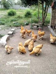  5 بيع دجاج كوشن