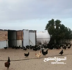  1 للبيع دجاج عراقي وكم حبه عربي