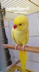  1 بسم الله الرحمن الرحيم صلو على النبي للبيع طيره دره لاتينو عيون حمر ريش كامل ناقصها ذكر بس