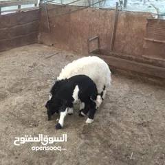  6 خرفان ثنين ما شاء الله عملرهن وأحد شهر وثاني 25 يوم ياكلن علف رويان حليب