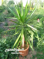  7 جميع انواع الاشجار الزينه والمثمره بأفضل الاسعار