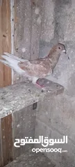  4 حمام اجنبي