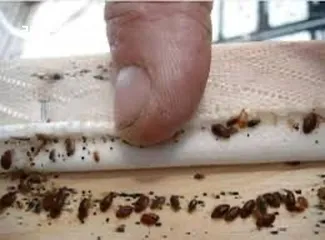  4 مكافحة جميع أنواع الحشرات بمكه تنظيف الكنب والسجاد والستائر بالبخار  تنظيف وتعقيم الخزانات