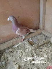  4 حمام زواجل اصليات مال سباق زاخفو و اربيل