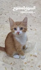  2 قطط للتبني