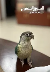  3 Green Cheek Conure Parrot