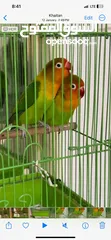  1 Beautifull Parrots For Sale