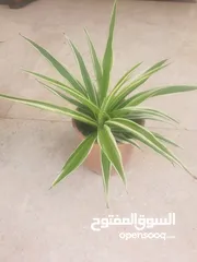  4 spider plant