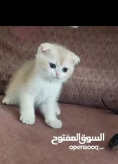  4 ذكر جولدن أهالي مسجله ومستورده