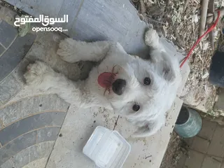  1 كلب فرنسي للبيع