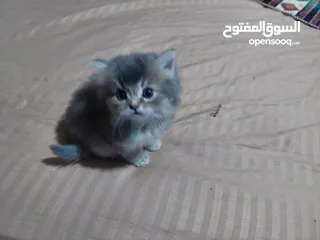  4 ققط للبيع شانشيلا مع شيرازي..جميلات الوان مختلفه ذكور واناث