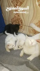  5 5 قطط شيرازي للبيع مع الام