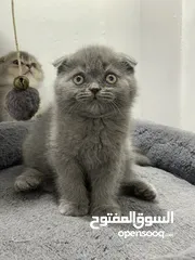  15 قطط سكوتش فولد وستريت  اقل سعر لهاد النوع للجادين فقط