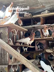  16 جواز بلونيات وجواز يهوديات
