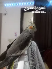  4 طيور كوكتيل