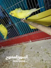  13 جوز حب هوجو رومو لاتينو  وردات فل شغال للبيع او للبدل علا جوز كنار .. اقرأ الوصف .. للبيع بدون قفص