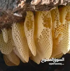  5 يوجد عسل نحل من شمال سيناء طبيعي