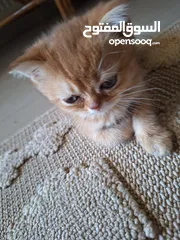  11 kittens for sale 60 days old    Scottish.