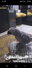  1 African grey parrot .5 years old. Don't know the gender very friendly. talks