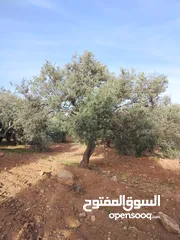  10 مزرعة زيتون ملوكية اطلالة ع الغرب و جبال فلسطين ع ثلاث شوراع قرب شارع الستين ثغرة السلطان