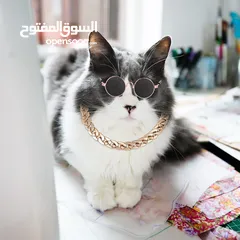  7 نظارات قطه او كلب بيبي شمسيه او قراءه تناسب جميع الانواع قطة  سكوتش انغوارا  شيرازي و لكل الاعمار لا