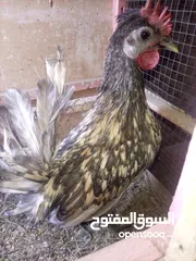  1 ديوك حباحب كويتي للبيع اقره الوصف