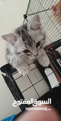  2 Free adoption percian kittens 3months old