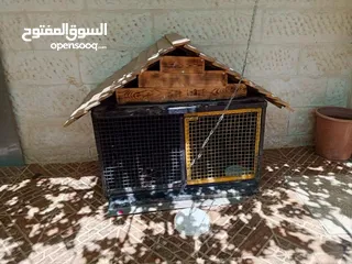  1 بيت كلب عازل للماء للحراره مصنوع من الحديد والخشب