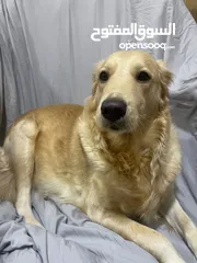  1 golden retriver جولدن رتريفر