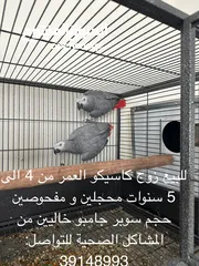  1 للبيع زوج كاسيكو