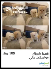  1 قطط شيرازي للبيع Persian cats for sale