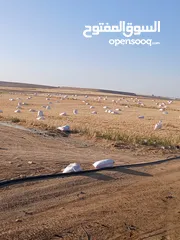  5 تبن قمح للبيع عترابو