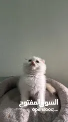  4 Scottish fold female  انثى سكوتش فولد