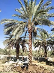  5 نخل مثمر جميع الارتفاعات