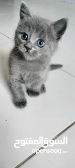  6 British Shorthair kitten