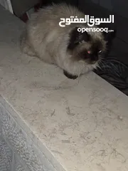  3 قطه هملايا