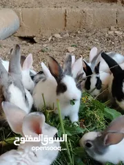  6 ارانب بلدي.. فرنسي..الذبح...جميع الوان والعمار وانثى وذكور...