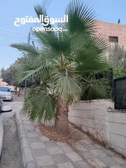  4 نخيل للبيع